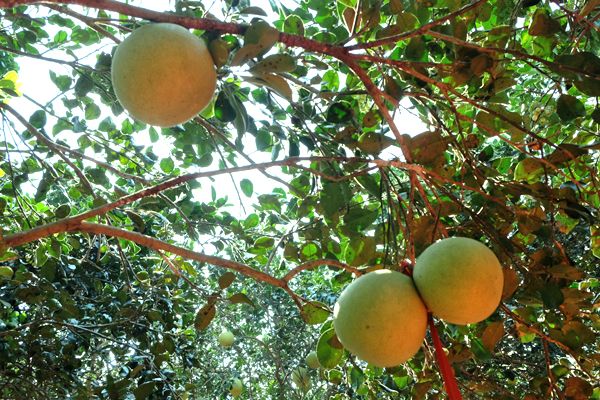 Pomelo Farm